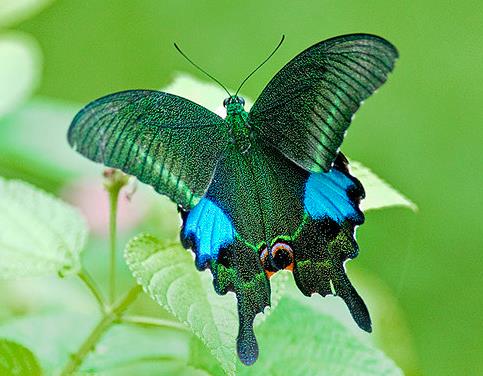 巴黎翠凤蝶 Papilio paris