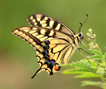 金凤蝶 Papilio machaon