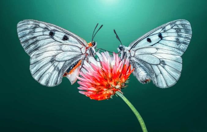 两只蝴蝶在花朵上缠绵