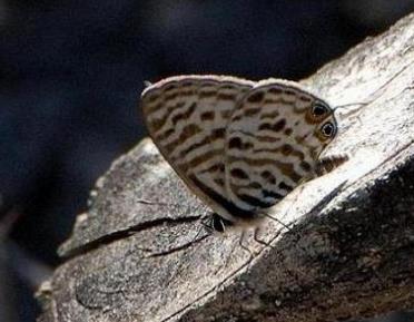 短尾褐小灰蝶 Syntarucus pirithous