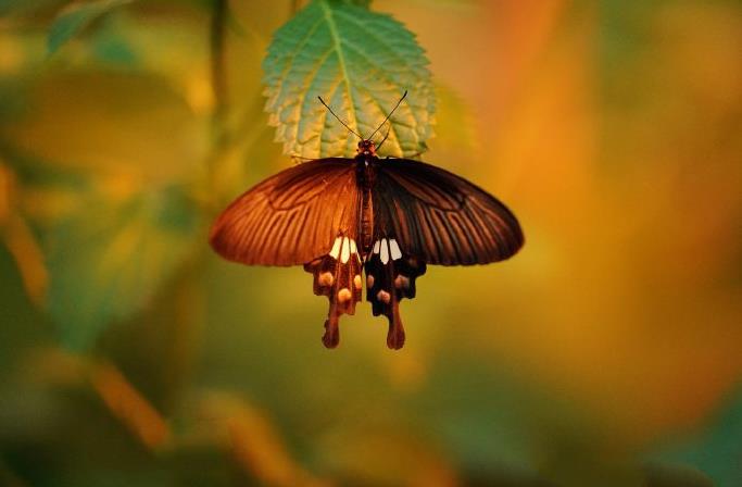 近拍唯美的蝴蝶