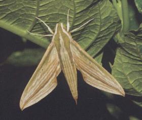 条背天蛾 Cechenena lineosa