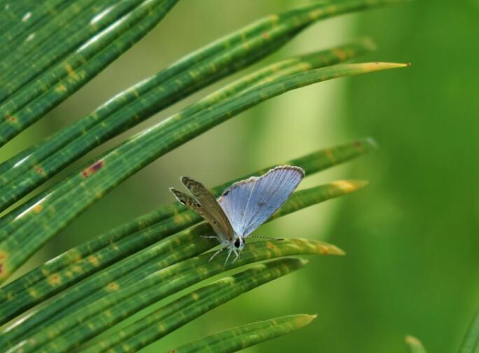 图集：停在绿植上的蝴蝶图片 请您欣赏