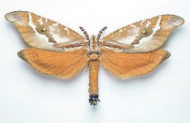 红裙蝙蝠蛾 Bent-wing Ghost Moth