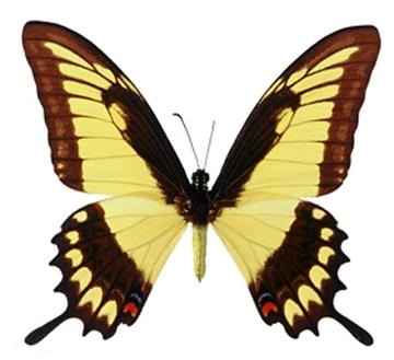 南美芷凤蝶 Papilio lycophron