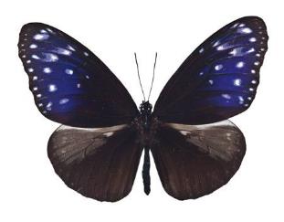 端紫斑蝶 Euploea mulciber