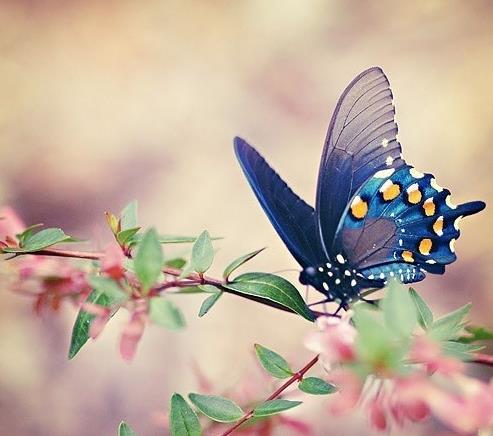 花枝上的彩色蝴蝶