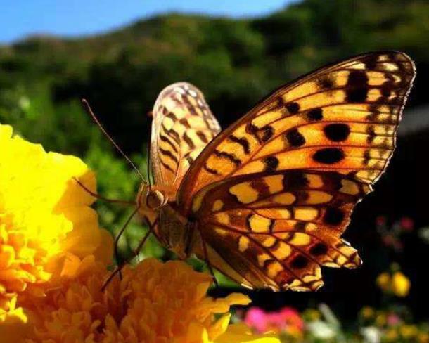 一只漂亮的豹纹蛱蝶