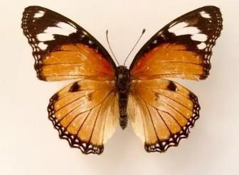 金斑蛱蝶 Hypolimnas missipus