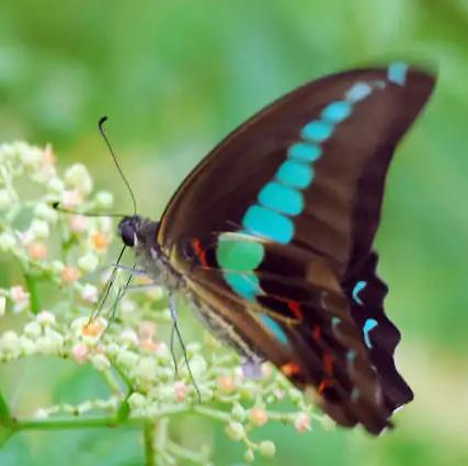 带凤蝶 Papilio torquatus