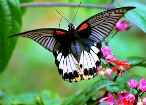 美凤蝶 Papilio (Menelaides) memnon