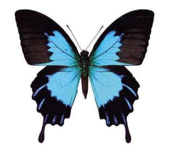 天堂凤蝶 Papilio ulysses