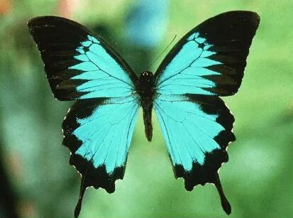蝴蝶的寓意  蝴蝶象征着什么