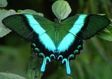 蓝尾翠凤蝶 Papilio blumei