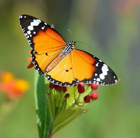 金斑蝶 Danauschrysippus