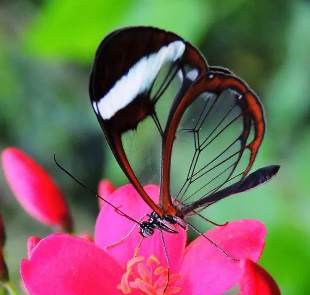 翅膀透明的蝴蝶 组图