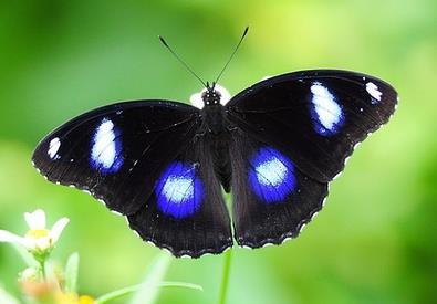 描写蝴蝶的句子 关于蝴蝶的美丽的句子