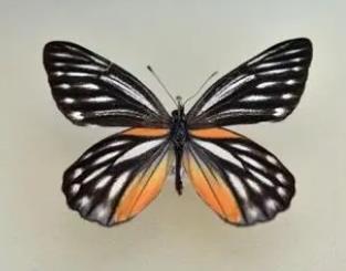侧条斑粉蝶 Delias lativitta