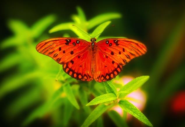 惊艳的红色蝴蝶（图集）