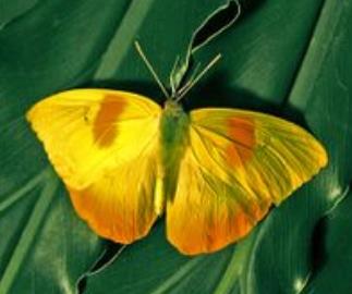 南美大黄蝶 Phoebis philea