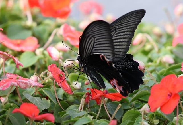 花间中的黑色蝴蝶—高清组图