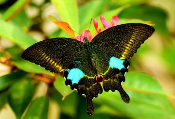 碧翠凤蝶 Papilio bianor