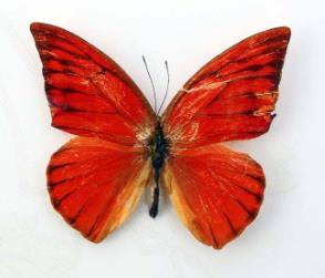 红翅尖粉蝶 Appias nero