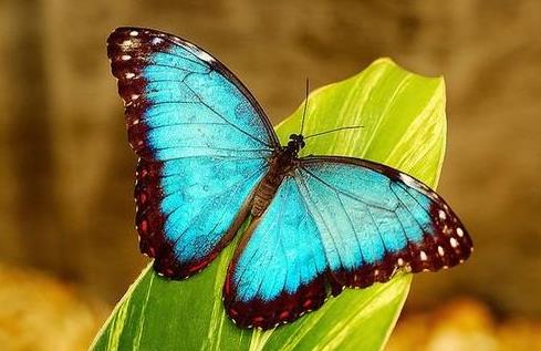描写蝴蝶的优美句子 关于蝴蝶的经典句子