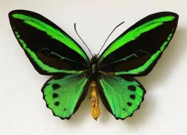 绿鸟翼凤蝶 Ornithoptera priamus