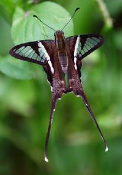 燕凤蝶 Lamproptera curius