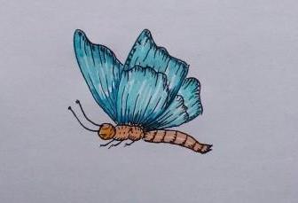 怎么画蝴蝶，如何画蝴蝶？