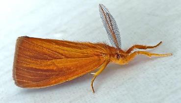 橙褐毒蛾