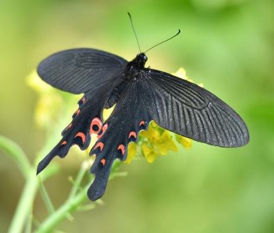 美姝凤蝶 Papilio macilentus