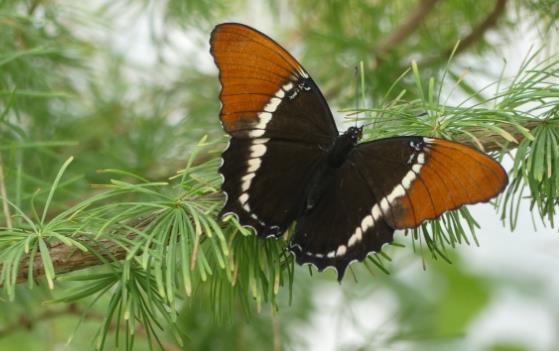 黑色蝴蝶在树枝上休息