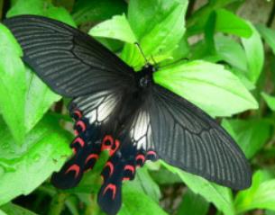 黑美凤蝶 Papilio bootes