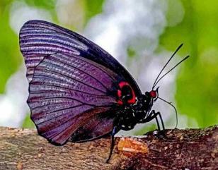 黑紫蛱蝶 Sasakia funebris