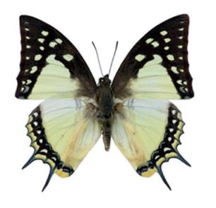 大二尾蛱蝶 Polyura eudamippus