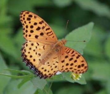 银纹豹斑蝶 Argynnis lathonia