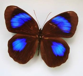 紫斑环蝶 Thaumantis diores