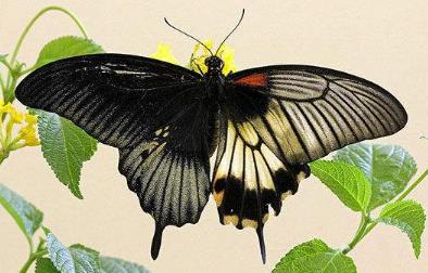 阴阳梁祝美凤蝶 Papilio memnon