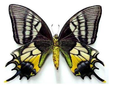 金斑喙凤蝶 Teinopalpus aureus
