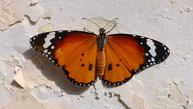 一只蝴蝶正在享受日光浴
