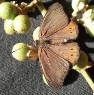 非洲灰斑小灰蝶 Lachnocnema bibulus