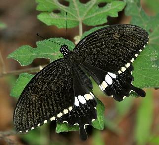 玉带美凤蝶 Papilio polytes