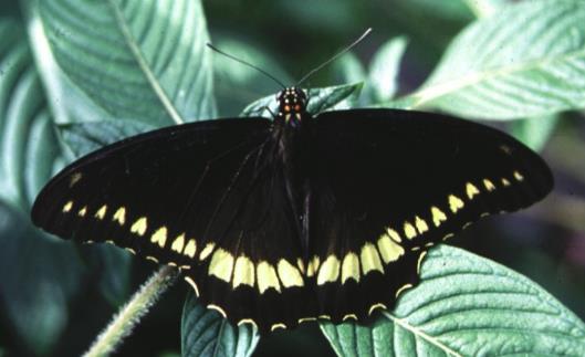 多斑凤蝶 Polydamas swallowtail