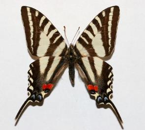 长尾玳瑁凤蝶 Zebar swallowtail