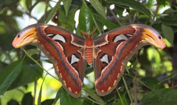 乌桕大蚕蛾 Atlas moth