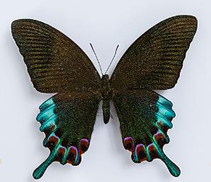 吕宋翠凤蝶 Papilio chikae