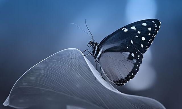 迷人的蝴蝶图片 精美图集