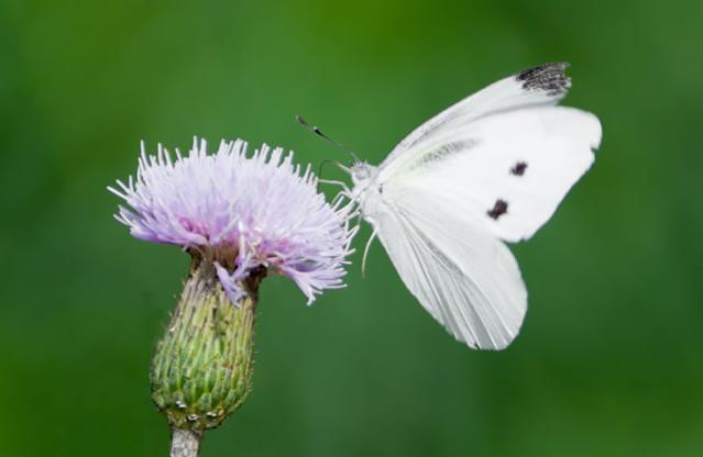 正在采花的白色蝴蝶
